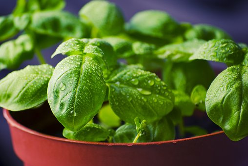 What is the Nutritional Value of Basil per 100g and Are Basil per 100g Healthy for You?
