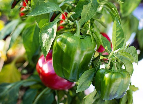 What is the Nutritional Value of Red Peppers and Is Red Peppers Healthy for You?