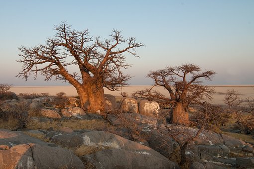 What is the Nutritional Value of Baobab and Is Baobab Healthy for You?