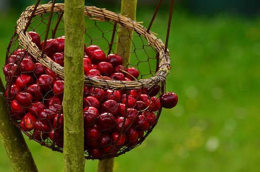 What is the Nutritional Value of Fresh Cherries and Are Fresh Cherries Healthy for You?