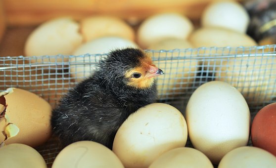 What is the Nutritional Value of Poultry Eggs and Are Poultry Eggs Healthy for You?