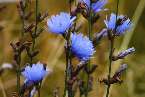 What is the Nutritional Value of Chicory and Is Chicory Healthy for You?