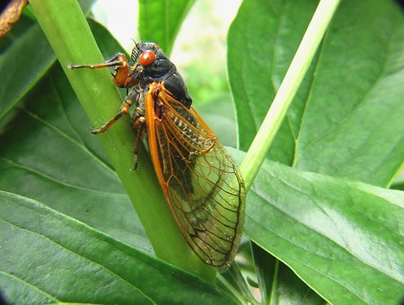 What is the Nutritional Value of Cicadas and Are Cicadas Healthy for You?