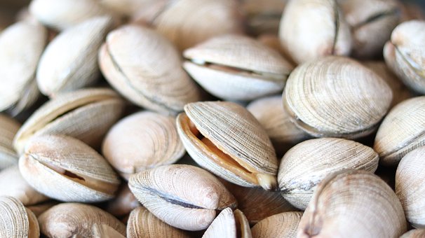 What is the Nutritional Value of Clams and Is Clams Healthy for You?