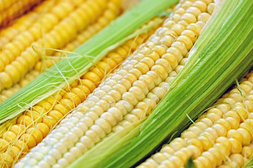 What is the Nutritional Value of Corn and Is Corn Healthy for You?