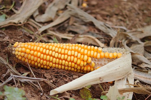 What is the Nutritional Value of Maize Cob and Is Maize Cob Healthy for You?