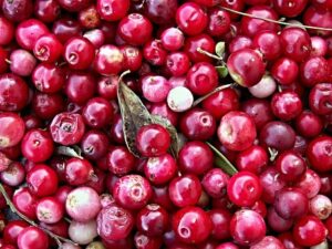 What is the Nutritional Value of Cranberries and Is Cranberries Healthy for You?