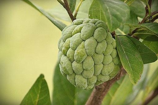 What is the Nutritional Value of Custard Apple per 100g and Is Custard Apple per 100g Healthy for You?