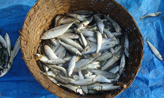 What is the Nutritional Value of Sardine Fish and Is Sardine Fish Healthy for You?