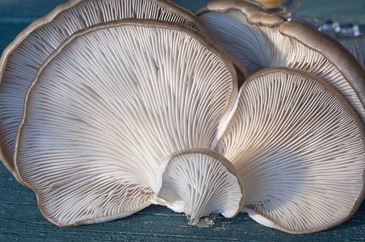 What is the Nutritional Value of Oyster Mushroom and Is Oyster Mushroom Healthy for You?