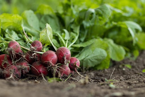 What is the Nutritional Value of Radish per 100g and Is Radish per 100g Healthy for You?