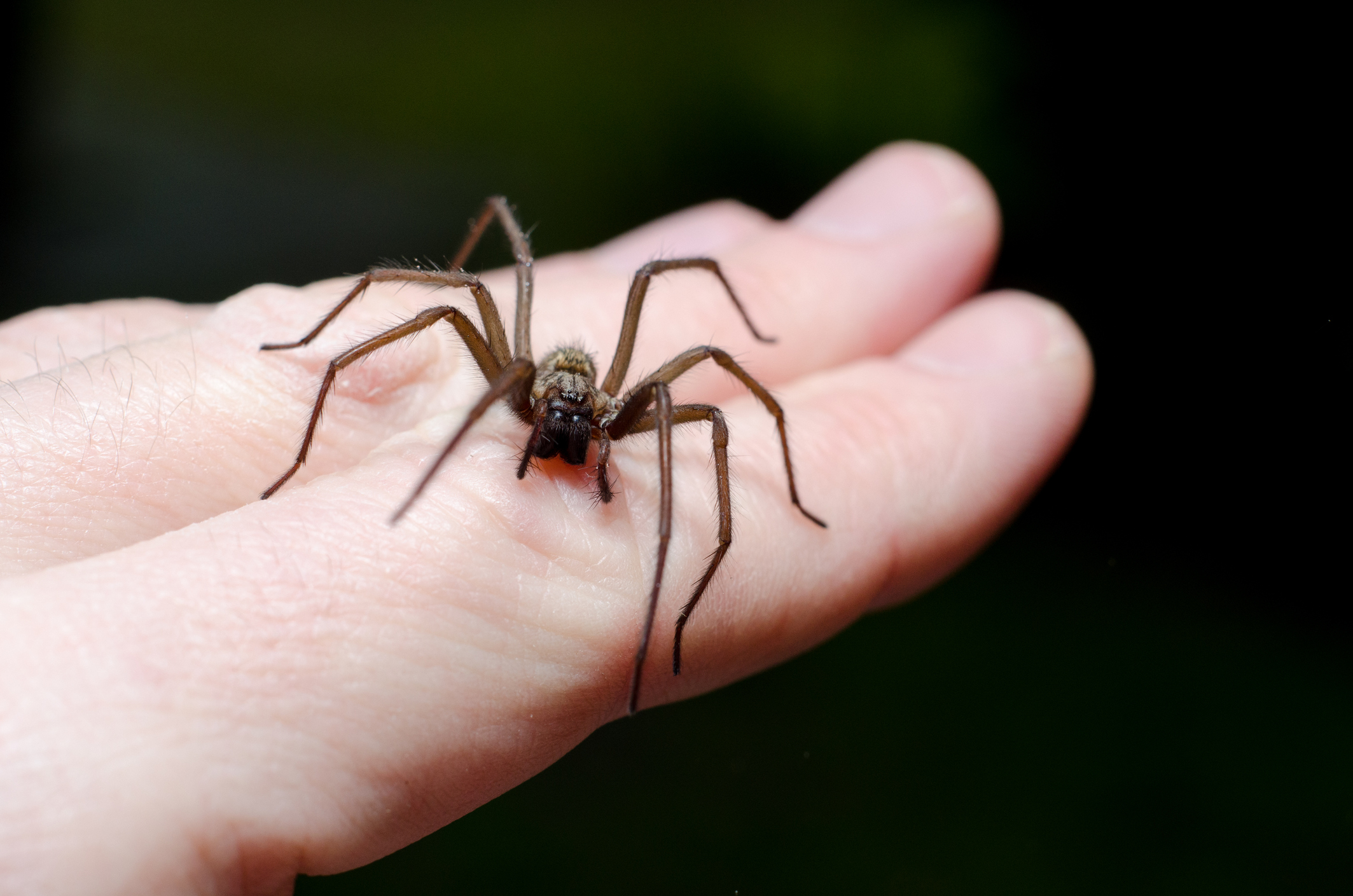 What are the Symptoms of Spider Bite and the Treatment for Spider Bite?