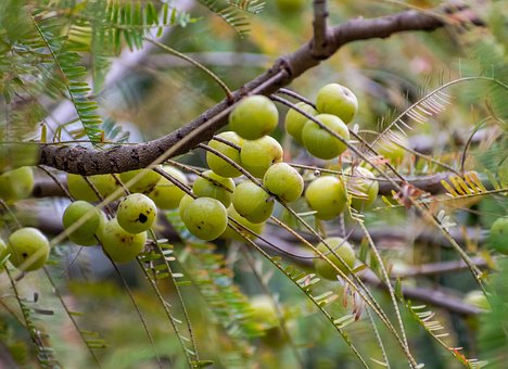What is the Nutritional Value of Dry Amla and Is Dry Amla Healthy for You?