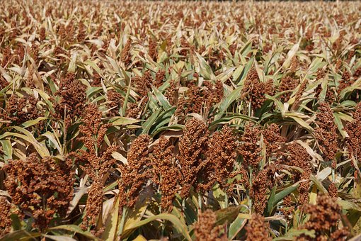 What is the Nutritional Value of Sorghum and Is Sorghum Healthy for You?