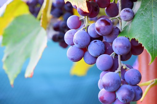 What is the Nutritional Value of Grapes and Are Grapes Healthy for You?