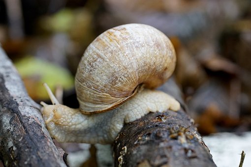 What is the Nutritional Value of Snail Meat and Is Snail Meat Healthy for You?