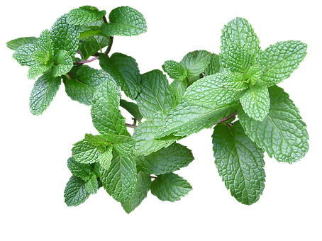 What is the Nutritional Value of Mint and Is Mint Healthy for You?