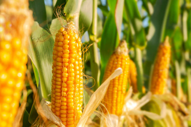 What is the Nutritional Value of Maize and Is Maize Healthy for You?