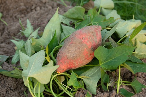 What is the Nutritional Value of Sweet Potato Leaves and Are Sweet Potato Leaves Healthy for You?