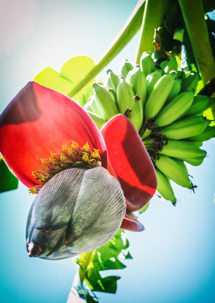 What is the Nutritional Value of Banana Flower per 100g and Is Banana Flower per 100g Healthy for You?