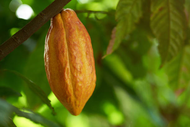 What is the Nutritional Value of Cacao and Is Cacao Healthy for You?