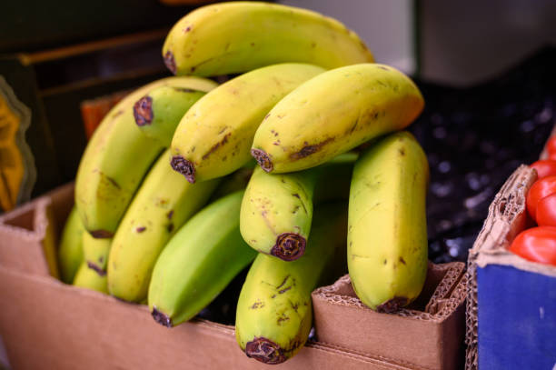 What is the Nutritional Value of Robusta Banana and Is Robusta Banana Healthy for You?