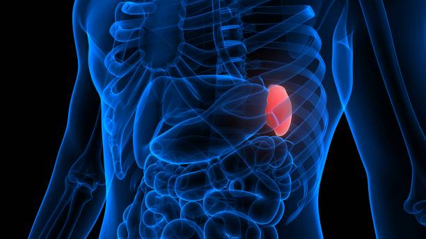 What are the Symptoms of Spleen and the Treatment for Spleen?