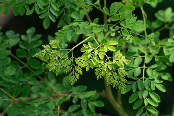What is the Nutritional Value of Moringa Oleifera and Is Moringa Oleifera Healthy for You?