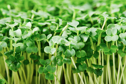 What is the Nutritional Value of Microgreens and Is Microgreens Healthy for You?