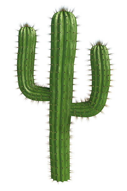 What is the Nutritional Value of Cactus and Are Cactus Healthy for You?