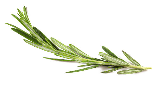 What is the Nutritional Value of Rosemary and Is Rosemary Healthy for You?