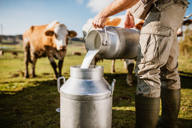 What is the Nutritional Value of Cow Colostrum Milk and Are Cow Colostrum Milk Healthy for You?