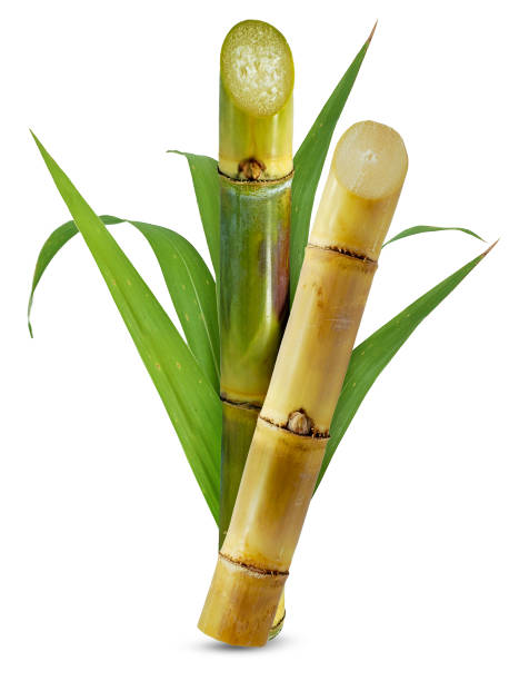 What is the Nutritional Value of Sugarcane per 100g and Is Sugarcane per 100g Healthy for You?