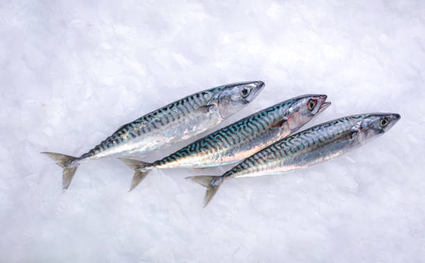 What is the Nutritional Value of Mackerel Fish and Is Mackerel Fish Healthy for You?