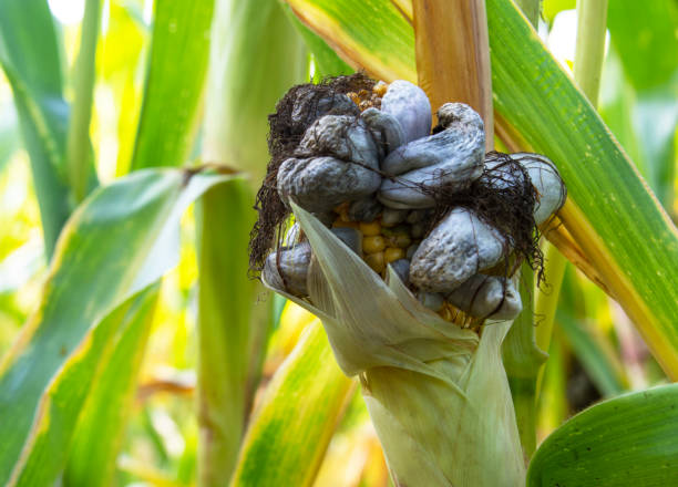 What is the Nutritional Value of Corn Fungus and Are Corn Fungus Healthy for You?