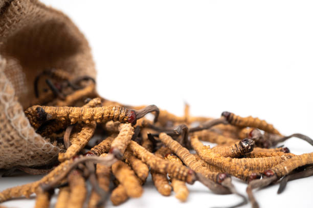 What is the Nutritional Value of Cordyceps and Are Cordyceps Healthy for You?