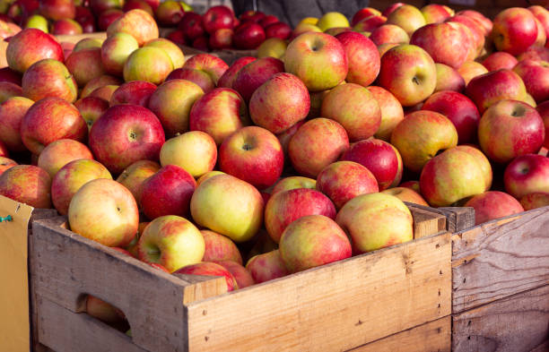 What is the Nutritional Value of Honeycrisp Apple and Is Honeycrisp Apple Healthy for You?
