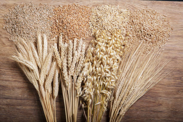 What is the Nutritional Value of Barley and Is Barley Healthy for You?
