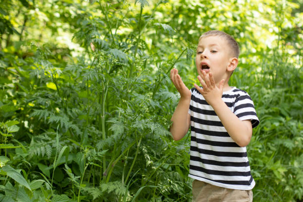 What are the Symptoms of Ragweed Allergy and the Treatment for Ragweed Allergy?