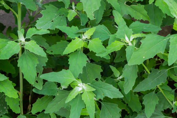 What is the Nutritional Value of Bathua Leaves and Are Bathua Leaves Healthy for You?