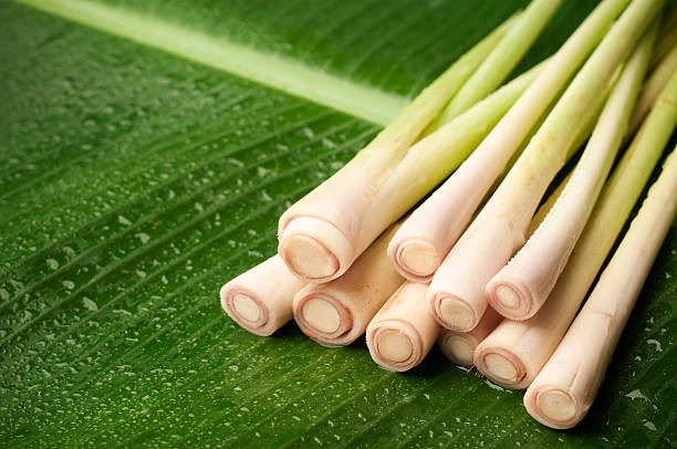 What is the Nutritional Value of Lemon Grass and Are Lemon Grass Healthy for You?