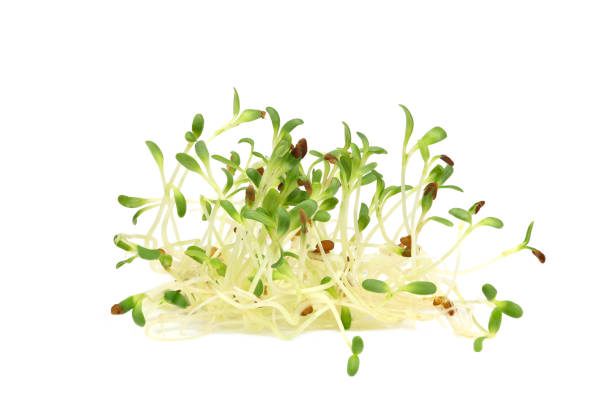 What is the Nutritional Value of Alfalfa and Is Alfalfa Healthy for You?