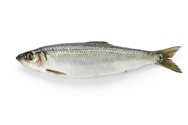 What is the Nutritional Value of Herring and Is Herring Healthy for You?