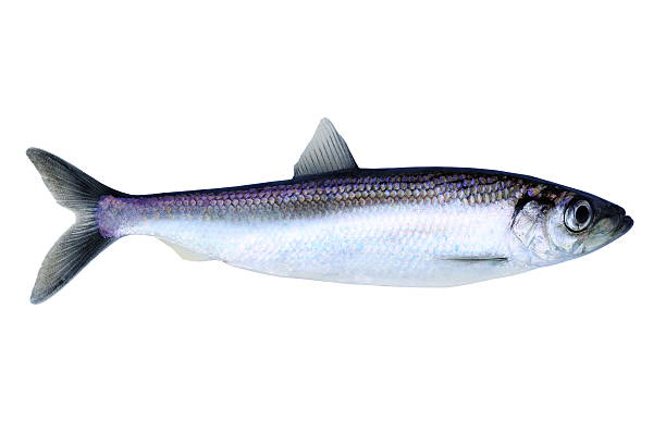 What is the Nutritional Value of Herring and Is Herring Healthy for You?