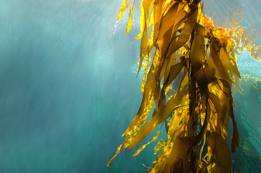 What is the Nutritional Value of Kelp and Is Kelp Healthy for You?