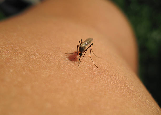 What are the Symptoms of West Nile and the Treatment for West Nile?