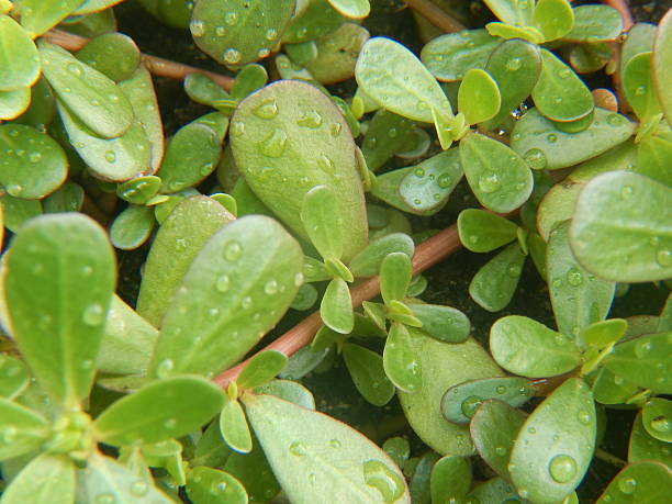 What is the Nutritional Value of Purslane and Is Purslane Healthy for You?