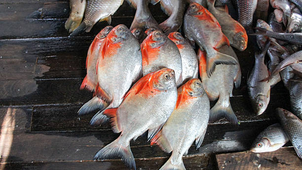 What is the Nutritional Value of Basa Fish and Is Basa Fish Healthy for You?