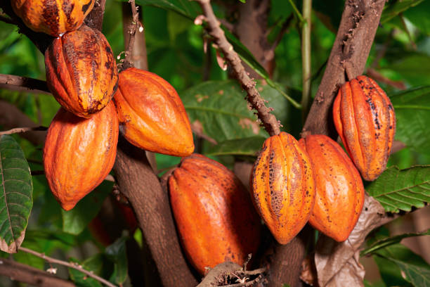 What is the Nutritional Value of Cacao and Is Cacao Healthy for You?