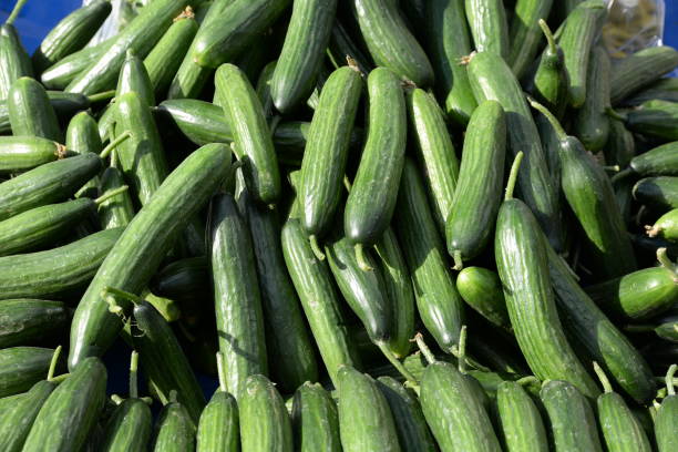 What is the Nutritional Value of English Cucumber and Is English Cucumber Healthy for You?
